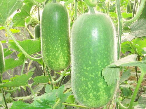 吃瓜网51官网版 往期热点热门大瓜,回顾往期热点大瓜，揭秘娱乐圈幕后真相